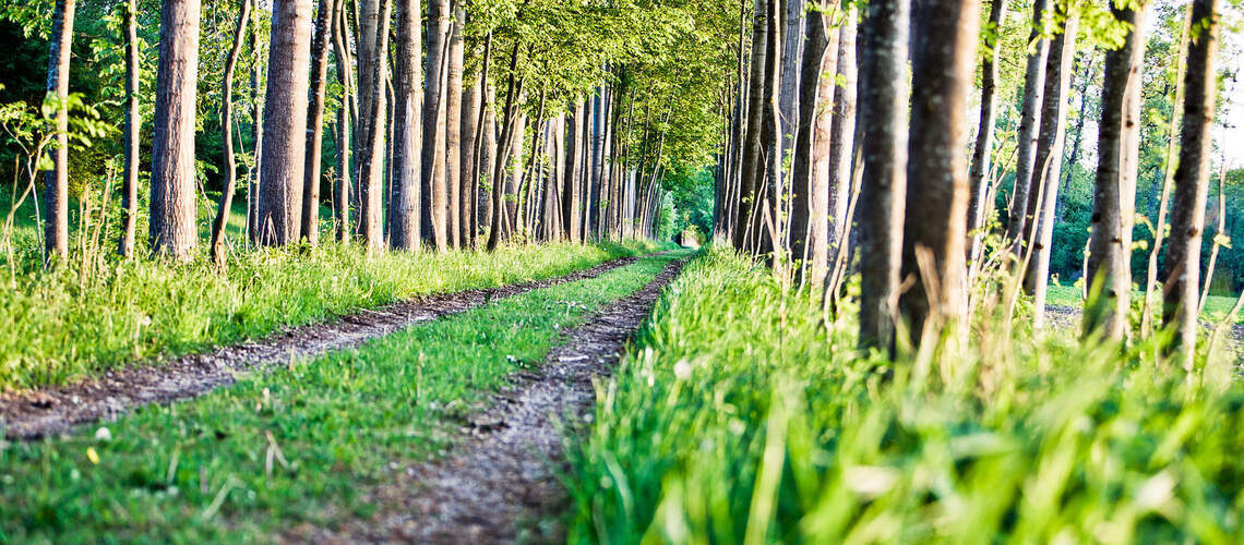 Ein grünes Sommerlandschaftspanorama entlang eines Wanderwegs in Bad Füssing.