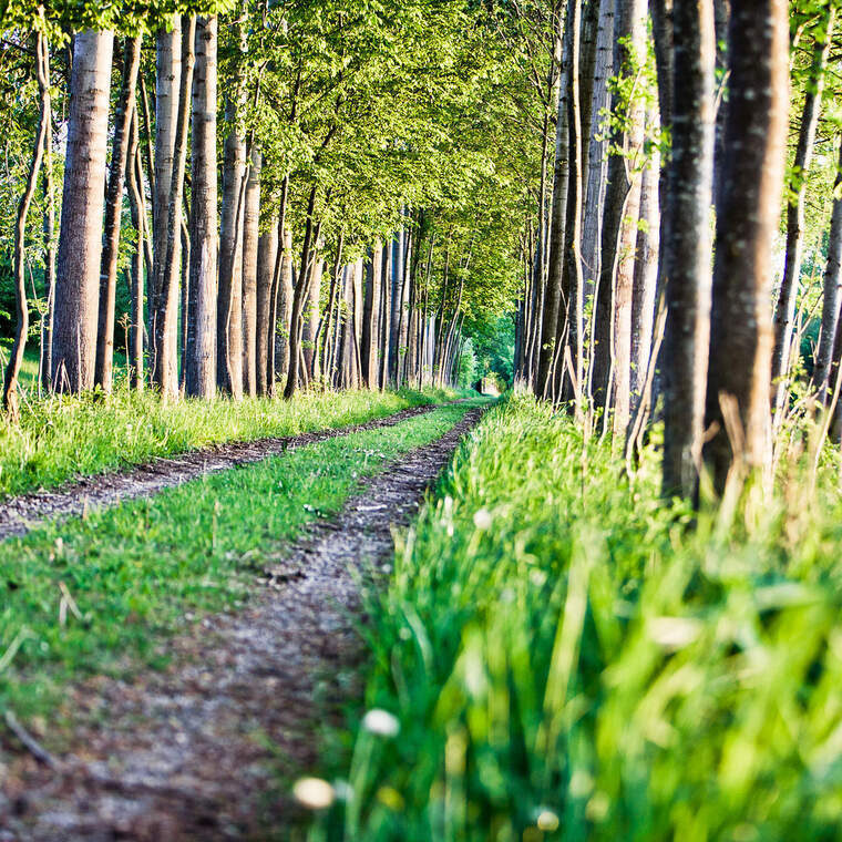 Ein grünes Sommerlandschaftspanorama entlang eines Wanderwegs in Bad Füssing.